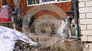 Two Angry Little Guard Dogs on a Chain Behind the Fence on the Backyard Barks at People in Winter