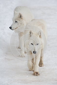 Two angry polar wolves are walking on a white snow. Canis lupus arctos. White wolf or alaskan tundra wolf.