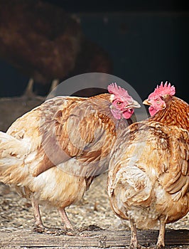 Two Angry Roosters stare each other down at the Farm