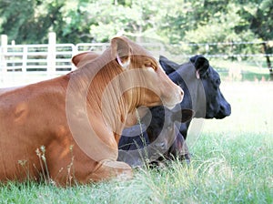 Two Angus beef cattle and calf lying in shade