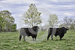 Two Angus bulls in lush clover pasture photo