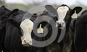 Two Angus crossbred calves photo