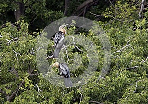 Two Anhinga females in a treetop
