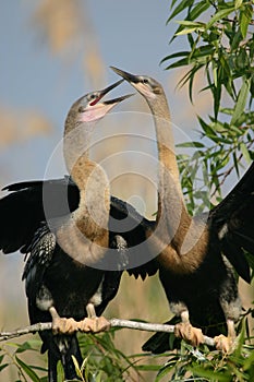 Two anhingas photo
