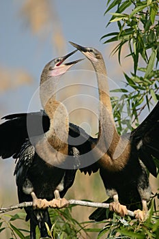 Two anhingas