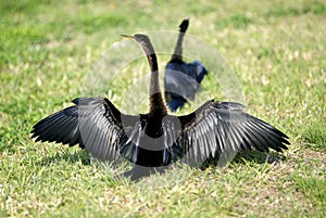 Two Anhingas in love dance