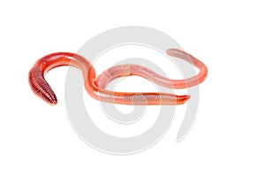 Two animal earth worm