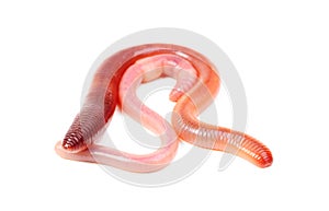 Two animal earth worm