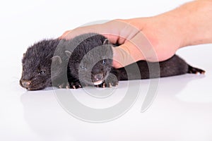 Two animal mink