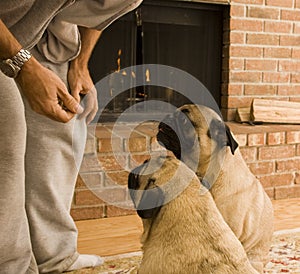 Two Animals Begging for a Treat