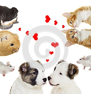 Two animals, valentines day