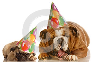 Two annoyed birthday dogs