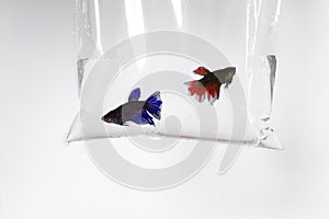 Two anoxic fish in a shipping plastic bag filled with water close-up