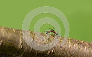 Two ant meet on cherry tree branch with blured green background. Macro photo animal