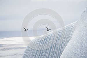 Two Antarctic blue-eyed shags soar over an enormous striated glacier