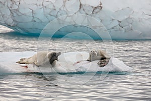 Antarctic fur seals - Antarctica photo