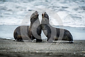 Two Antarctic fur seals playing on beach