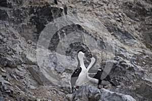 Two Antarctic Shag close up on the rock