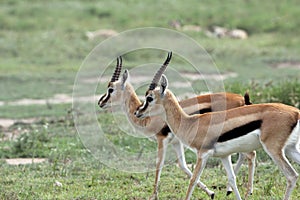 Two antelope in The Great Serengeti Migration