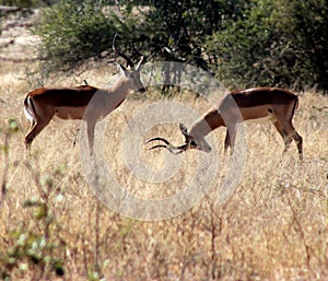 Two Antelope Males ready to fight.