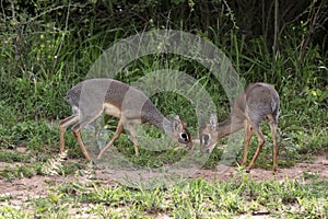 Two antelopes dik-dik photo