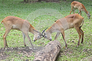 Two antelopes fight by relying on the strength of their horns.