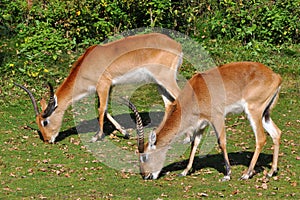 Two antelopes kafue lechwe on pasture