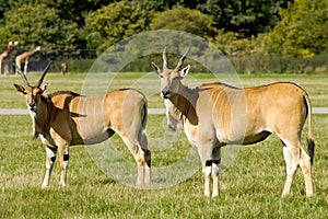 Two antelopes is standing on green grass and looking