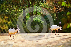 Two antelopes in zoo of Jardin des Plantes  Paris