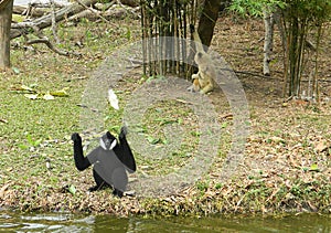 Two anthropoid apes Gibbon play on a small island