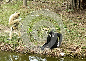 Two anthropoid apes Gibbon play on a small island