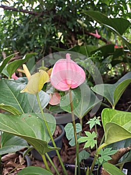 Two anthurium flowers in pink and yellow