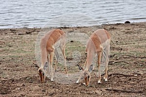 Two antilopes grazing by the lake. photo