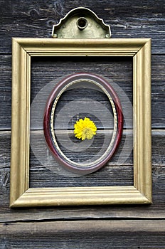 Two antique picture frames on wooden wall and flower