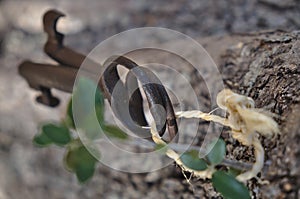 Two antique skeleton keys hanging from a tree