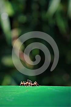 Two_Ants_Conversation