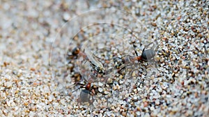 Two ants dragging prey food of a mosquito