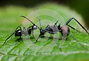 Two ants fighting