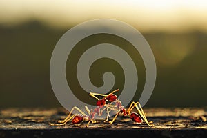 Two ants fighting