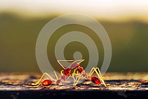 Two ants fighting