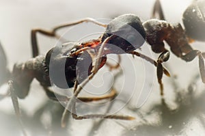Two ants fighting