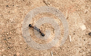 Two ants fighting on the ground