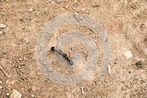 Two ants fighting on the ground