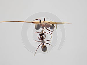 Two ants fighting