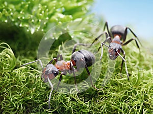 Dve mravce umakart na ísť 