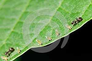 Two ants grazing few aphids on leaf
