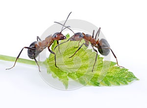 Two ants and green leaf