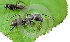 Two ants on green leaf