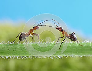 Two ants, greetings on grass