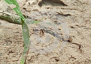 Two ants screaming at each other, in an area of sand